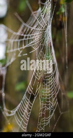 Das Netz einer Gartenspinne (Araneus diadematus) glitzert mit Morgentau Wiltshire UK Stockfoto