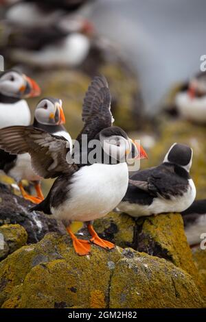 Papageitaucher auf der Isle of May, Anstruther, Schottland, Großbritannien Stockfoto