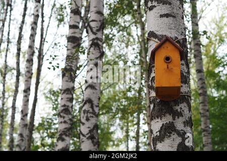 Vogelhaus auf dem Stamm einer Birke im Park. Stockfoto