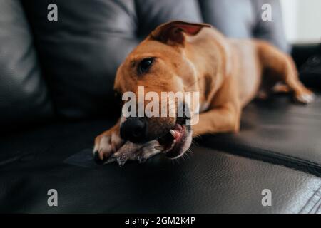 Brauner Basenji-Hund, der auf dem Sofa liegt und mit einem Spielzeug spielt Stockfoto