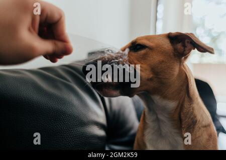 Brauner Basenji-Hund, der auf dem Sofa liegt und mit einem Spielzeug spielt Stockfoto