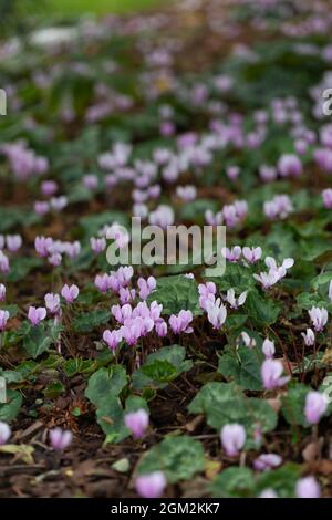 Blassrosa Cyclamen blüht im Oktober Stockfoto