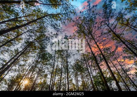 Bunte Wolken sichtbar durch das Baldachin der Kiefern am Itshyrwat Reserved Forest in Shillong, Meghalaya, Indien. Stockfoto