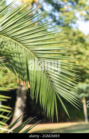 Palmenblatt im Garten an einem sonnigen Tag. Selektiver Fokus. Stockfoto