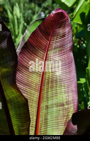 Ein Bananenblatt, das im Sommer im Garten blüht. Selektiver Fokus. Stockfoto
