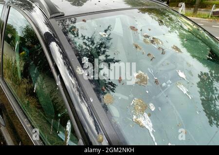 Vogelkot im Auto, Berlin Stockfoto