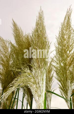 Cortaderia selloana, die gemeinhin als Pampas Gras bekannt Stockfoto