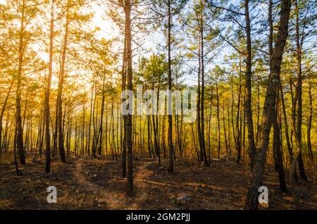 Wege durch den Itshyrwat Reserved Forest in Shillong, Meghalaya, Indien. Orangefarbenes Leuchten der mornigen Sonne dringt durch die Kiefern. Stockfoto