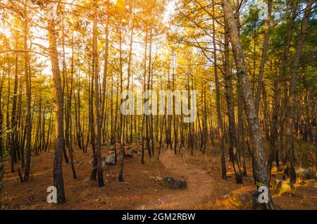 Ein Pfad durch den Itshyrwat Reserved Forest in Shillong, Meghalaya, Indien. Orangefarbenes Leuchten der mornigen Sonne dringt durch die Kiefern. Stockfoto