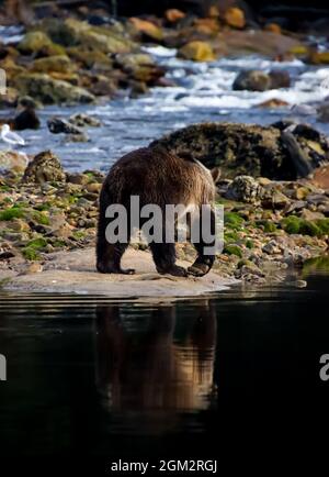 Grizzly Bär, der auf einer Sandbank mit ihren Spiegelungen im dunklen Wasser läuft. Stockfoto