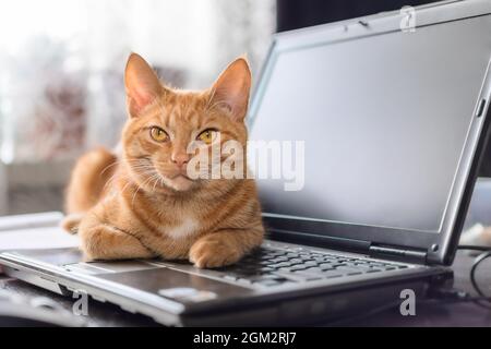 Eine schöne rote Katze liegt auf einer Laptop-Tastatur auf einem Schreibtisch im Heimbüro. Das Konzept der Telearbeit von zu Hause oder freiberuflich. Stockfoto