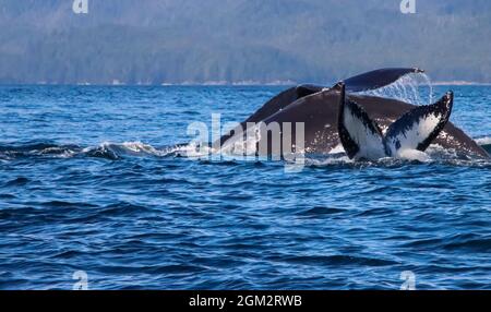 Nahaufnahme von drei Buckelwalen, die im Ozean eng beisammen schwimmen. Stockfoto