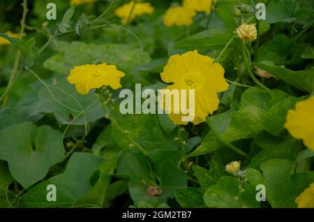 MAKRO-NAHAUFNAHME, LEUCHTEND GELBE BLUME VON KAMMKÜRBIS (LOOFAH, BITTERKÜRBIS UND SCHLANGENKÜRBIS) MIT VERSCHWOMMENEM GRÜNEN HINTERGRUND. Stockfoto