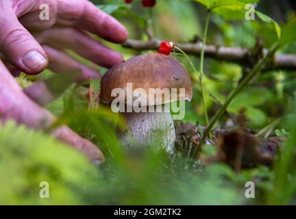 Die Hände einer Pilzsammlerin, einer älteren Frau, über einem Steinpilz. Stockfoto