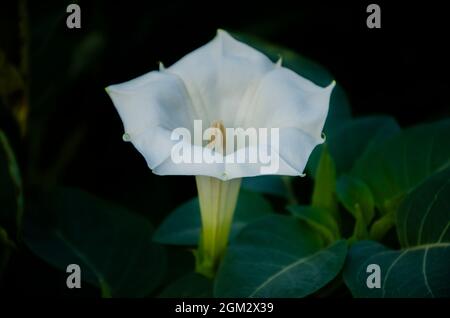 Selektiver Fokus auf schöne ANGEL'S TROMPETE ODER DATURA PFLANZE Pflanze mit Blume und Blätter isoliert mit unscharfen Hintergrund in der Morgensonne in der Par Stockfoto