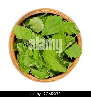 Getrocknete Erdbeerblätter, in einer Holzschale. Blätter von Fragaria vesca, auch bekannt als Europäische, Waldbeerblätter, Alpen- oder Karpaten-Erdbeeren. Stockfoto