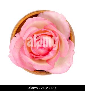 Rosenblüte, in einer Holzschale. Frischer, hellrosa gefärbter Blütenkopf einer Gartenrose, auch bekannt als China-, chinesische oder bengalische Rose, Rosa chinensis. Stockfoto