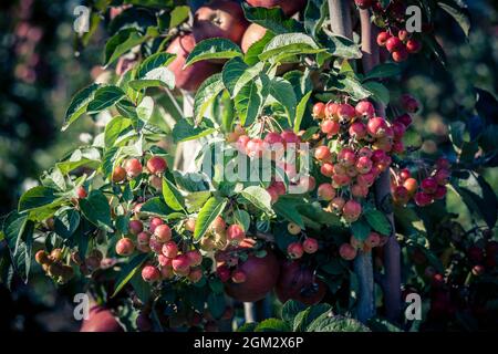 Red sentinal kleiner Apfel in das alte Land nahe Hamburg Stockfoto