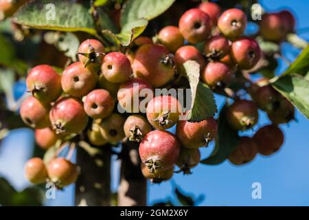 Red sentinal kleiner Apfel in das alte Land nahe Hamburg Stockfoto