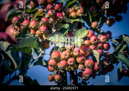 Red sentinal kleiner Apfel in das alte Land nahe Hamburg Stockfoto