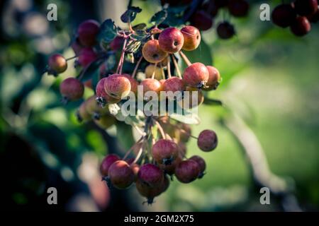 Red sentinal kleiner Apfel in das alte Land nahe Hamburg Stockfoto