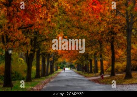 Atumn Bliss - Herbstlaub bedeckt Farben schmücken diese Linie von Bäumen während der Hochsaison Herbstsaison im Garden State of New Jersey. Dieses Bild ist vorhanden Stockfoto
