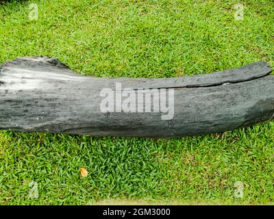 Isolierter großer Baumstamm hat schwarze Farbe auf hellgrünem Gras. Stockfoto