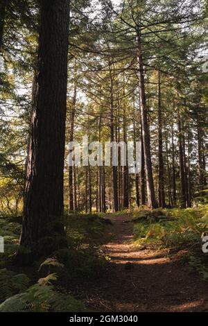 Morgensonnenstrahlen, die durch den Wald auf einen Pfad scheinen Stockfoto