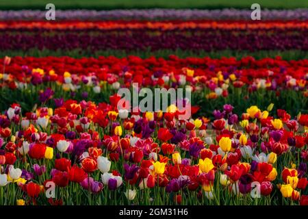 Tulpenreihen - Eine Vielzahl von Reihen mit einer Vielzahl von bunten Tulpen auf dem Bauernhof Feld im Frühjahr. Erhältlich in Farbe sowie in schwarz und weiß Stockfoto