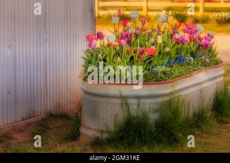 Bunch of Tulpen - Eine Vielzahl von einer Vielzahl von bunten Tulpen in einem verzinkten Pflanztopf der Farm. Erhältlich in Farbe sowie in schwarz und weiß Stockfoto