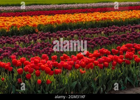 Frühlingszwiespen - Reihen und Reihen von verschiedenen Farben und Sorten von Tulpen auf dem Bauernhof Feld während der goldenen Stunde im Frühjahr. Erhältlich in Farbe A Stockfoto