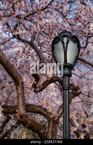 Cherry Blossoms at Central Park NYC - Kirschblütenbäume in voller Blüte mit einem antiken Straßenlaterne am ikonischen Wahrzeichen des Central Park in Up Stockfoto