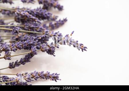 Getrocknete lila Lavendelblüten auf einem schlichten weißen Hintergrund Stockfoto
