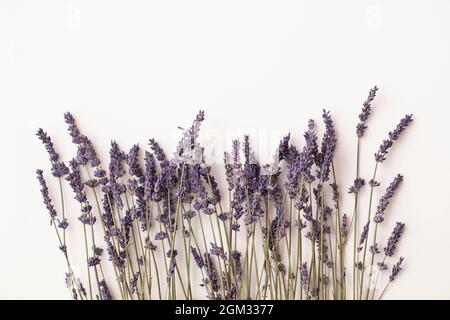 Getrocknete lila Lavendelblüten auf einem schlichten weißen Hintergrund Stockfoto