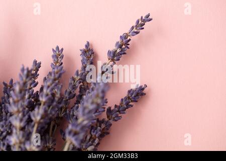 Schöne getrocknete Lavendelblüten auf einem pastellrosa Hintergrund Stockfoto