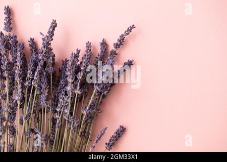 Schöne getrocknete Lavendelblüten auf einem pastellrosa Hintergrund Stockfoto