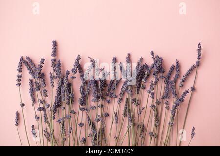 Schöne getrocknete Lavendelblüten auf einem pastellrosa Hintergrund Stockfoto