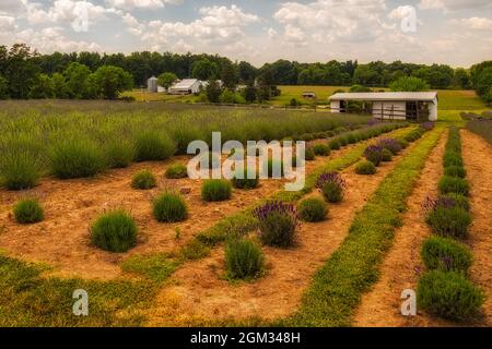 French Lavender Farm PA - Reihen von französischen Lavendelfeldern sind auf diesem Foto zu sehen, ebenso Silos, Schuppen und Scheunen in einer ländlichen Gegend von Bucks County Stockfoto