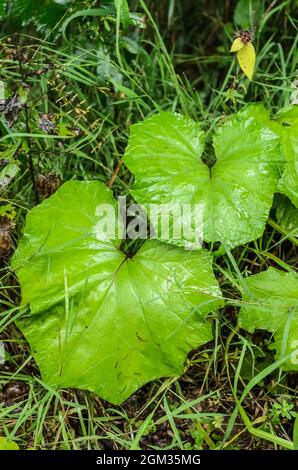 Tussilago fara, bekannt als Coltsfoot, grüne Pflanze des Grundselstammes mit großen breiten Blättern, die auf dem Waldboden in Deutschland, Europa, wachsen Stockfoto