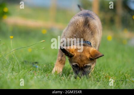 Ein neun Wochen alter Schäferhund spielt im grünen Gras. Sable farbige, Arbeitslinie Rasse Stockfoto