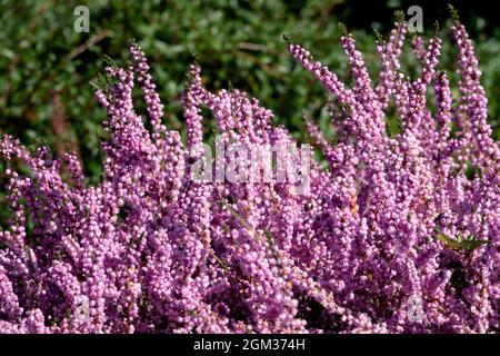 Rosa Ling-Heidekraut Calluna vulgaris blüht „County Wicklow“ Stockfoto