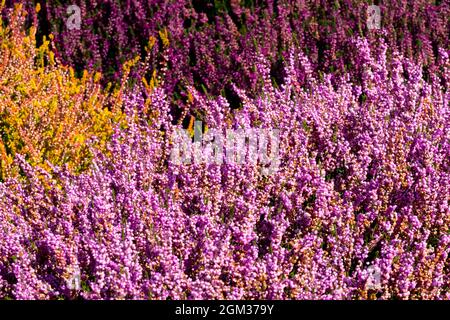 Pink Gelb Lila Calluna vulgaris „Jimmy Dyce“ Mischblumen Garten Heidekraut Farbkontrast Stockfoto