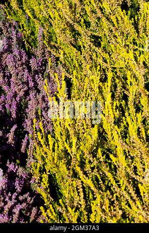 Garten Heide Calluna Gold Haze Calluna vulgaris blüht im Frühherbst September Pflanzen gelb ornamental beginnt im Spätsommer zu blühen Stockfoto