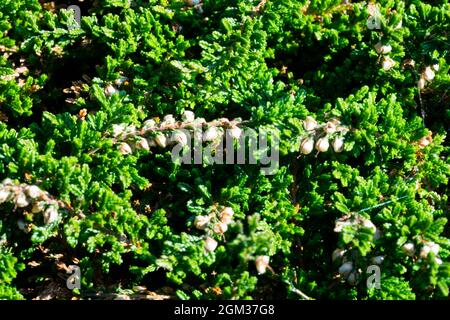 Grüner Calluna vulgaris, weißer „Clare Teppich“ mit weißen Blüten Stockfoto