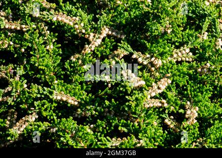 Grüner Calluna vulgaris 'Clare Carpet' mit weißen Blüten Stockfoto