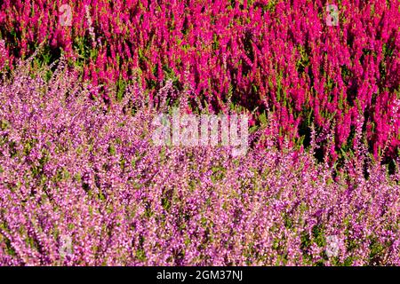Calluna vulgaris Gemischte Stauden Herbstblumen Garten Bunte Heide Stockfoto