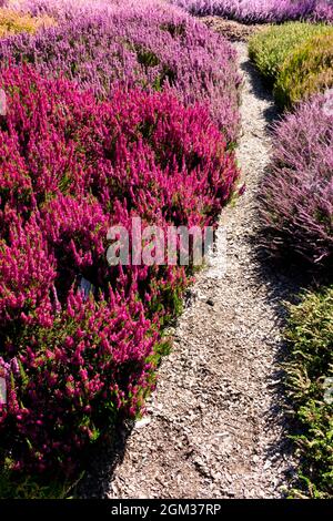 Der schmale Gartenweg, der zwischen den bunten Calluna vulgaris führt Herbstgarten Grenze Pflanzen Heide Callunas Blumen Stockfoto