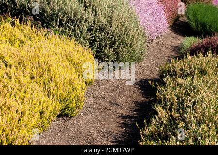 Herbst Heide Calluna vulgaris, Gartenweg Stockfoto