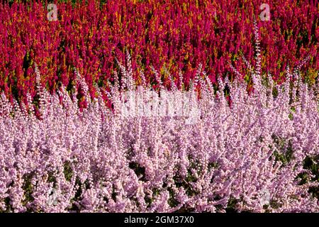 Red Calluna vulgaris 'Yellow Beauty' Pink Heather Calluna vulgaris 'Elsie Purnell' Ornamental Early Autumn blüht im Garten Stockfoto