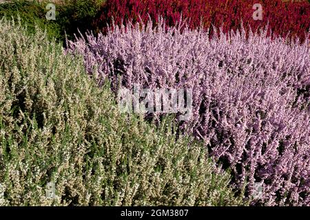 Weiß Rosa Calluna vulgaris Herbst Heidekraut Mischung blühende Callunas Pflanzen Stockfoto